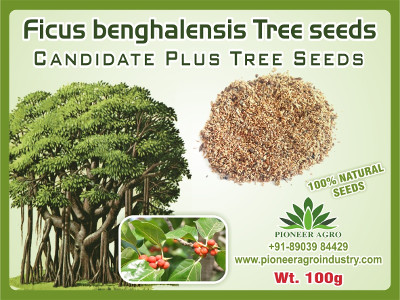 Ficus Benghalensis